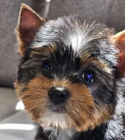 Precious , a female Yorkshire Terrier for sale in Jamestown, TN – Photo 9 of 9