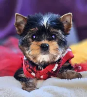 Precious , a female Yorkshire Terrier for sale in Jamestown, TN – Photo 7 of 9