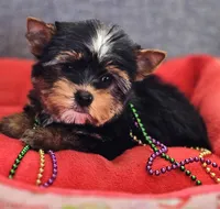 Precious , a female Yorkshire Terrier for sale in Jamestown, TN – Photo 2 of 9