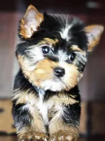 Precious , a female Yorkshire Terrier for sale in Jamestown, TN – Photo 5 of 9