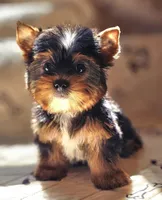 Precious , a female Yorkshire Terrier for sale in Jamestown, TN – Photo 4 of 9