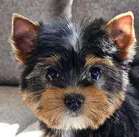 Precious , a female Yorkshire Terrier for sale in Jamestown, TN – Photo 8 of 9