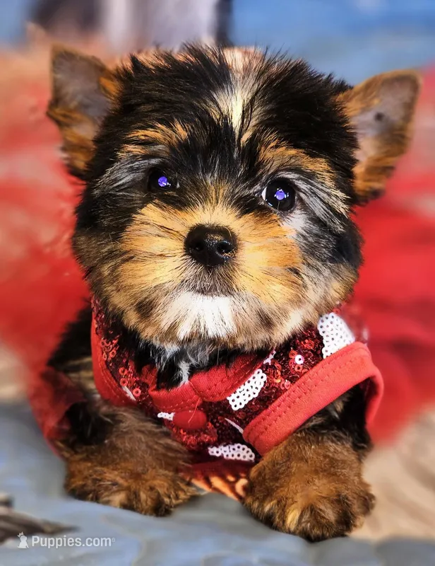 Precious  – Yorkshire Terrier puppy for sale in Jamestown, TN