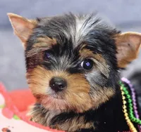 Precious , a female Yorkshire Terrier for sale in Jamestown, TN – Photo 3 of 9