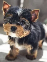 Precious , a female Yorkshire Terrier for sale in Jamestown, TN – Photo 6 of 9