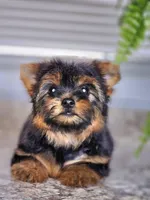 Micro Tcup, a female Yorkshire Terrier for sale in Jamestown, TN – Photo 6 of 7