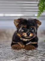 Micro Tcup, a female Yorkshire Terrier for sale in Jamestown, TN – Photo 4 of 7