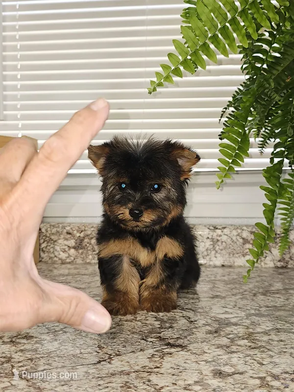 Micro Tcup, a female Yorkshire Terrier for sale in Jamestown, TN – Photo 1 of 7