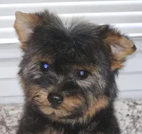 Micro Tcup, a female Yorkshire Terrier for sale in Jamestown, TN – Photo 5 of 7