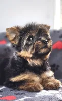 Micro Tcup, a female Yorkshire Terrier for sale in Jamestown, TN – Photo 2 of 7