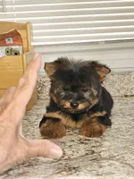 Micro Tcup, a female Yorkshire Terrier for sale in Jamestown, TN – Photo 7 of 7