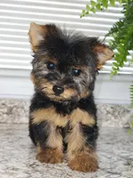 Micro Tcup, a female Yorkshire Terrier for sale in Jamestown, TN – Photo 3 of 7