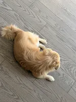 Chanel, a female Pomeranian for sale in Woodbridge, VA – 4 of 6