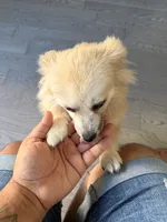 Chanel, a female Pomeranian for sale in Woodbridge, VA – 6 of 6