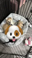 Chanel, a female Pomeranian for sale in Woodbridge, VA – 2 of 6