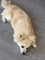 Chanel, a female Pomeranian for sale in Woodbridge, VA – 3 of 6