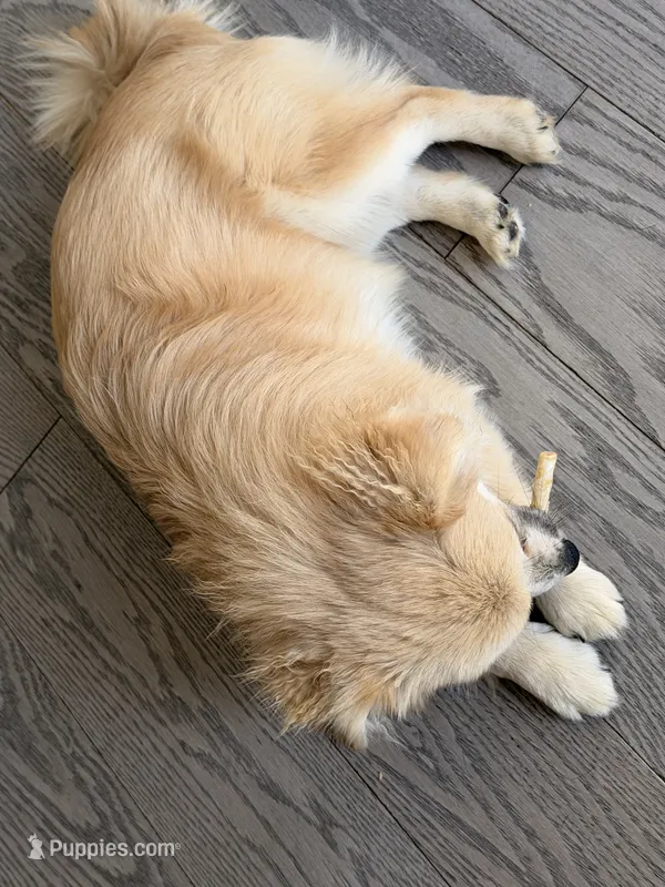 Chanel – Pomeranian puppy for sale in Woodbridge, VA