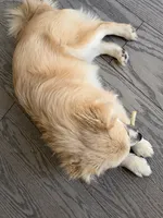 Chanel, a female Pomeranian for sale in Woodbridge, VA – 1 of 6