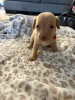 Carmel, a male Chiweenie for sale in Essex, MD – 2 of 2