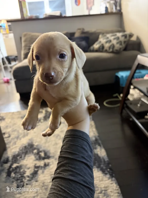 Carmel – Chiweenie puppy for sale in Essex, MD