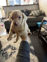 Carmel, a male Chiweenie for sale in Essex, MD – 1 of 2