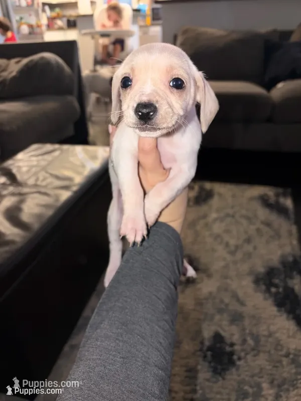 Marshmellow – Chiweenie puppy for sale in Essex, MD