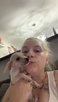 Marshmellow, a female Chiweenie for sale in Essex, MD – 3 of 3