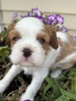 AKC Lennox, a male Cavalier King Charles Spaniel for sale in Oklahoma City, OK – 2 of 6