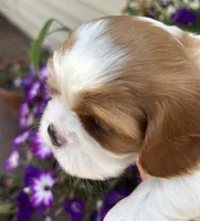 AKC Gwen, a female Cavalier King Charles Spaniel for sale in Oklahoma City, OK – 2 of 7