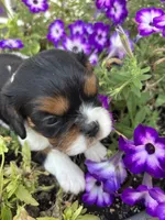 AKC Andy, a male Cavalier King Charles Spaniel for sale in Oklahoma City, OK – 3 of 5