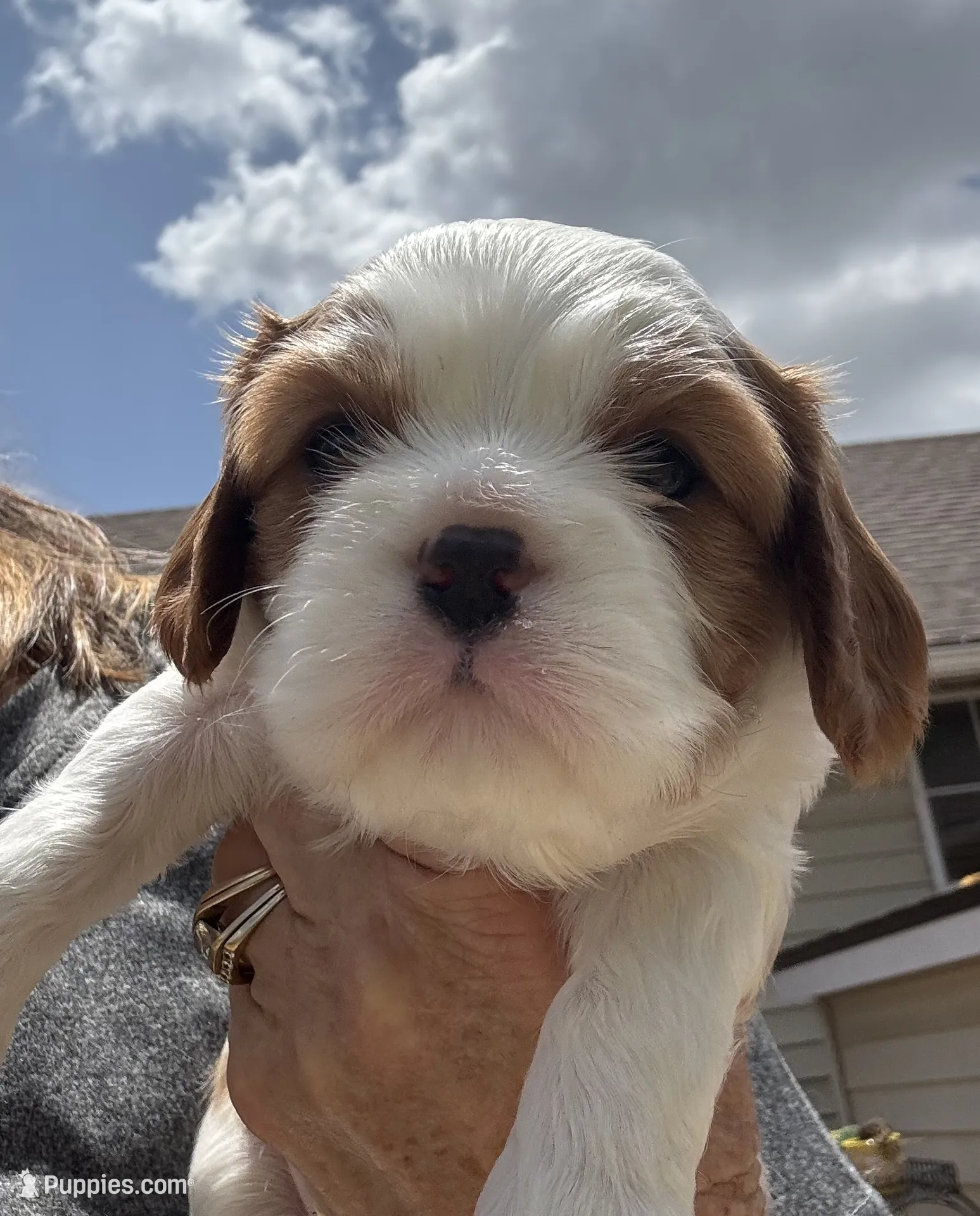 AKC Lennox – Cavalier King Charles Spaniel Puppy for Sale