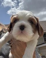 AKC Lennox, a male Cavalier King Charles Spaniel for sale in Oklahoma City, OK – 1 of 6