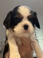 Blake, a male Cavalier King Charles Spaniel for sale in Oklahoma City, OK – 1 of 5