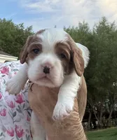 Beau, a male Cavalier King Charles Spaniel for sale in Oklahoma City, OK – 3 of 4