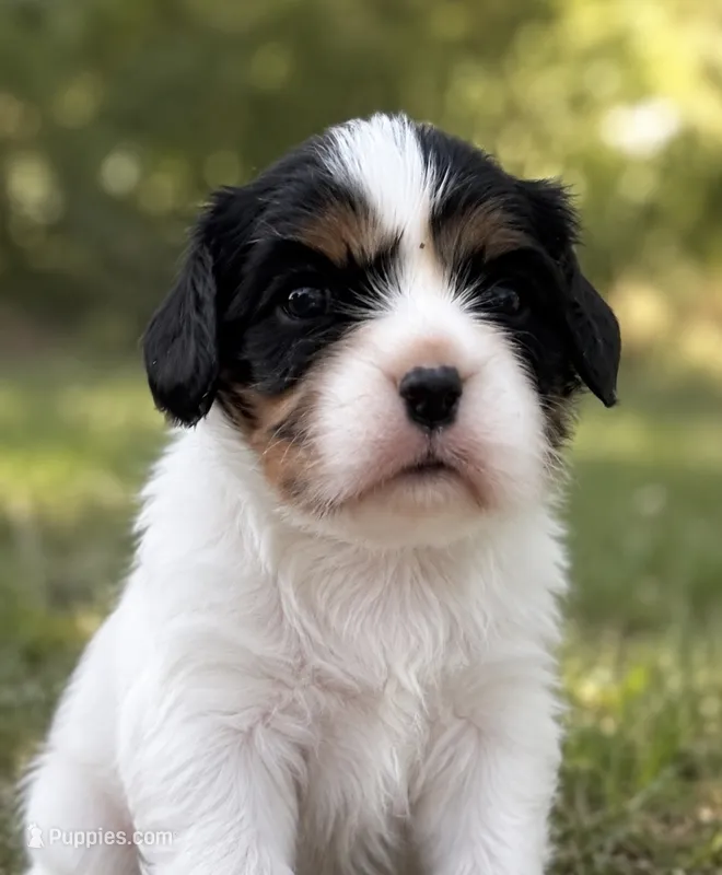 Belle – Cavalier King Charles Spaniel puppy for sale in Oklahoma City, OK
