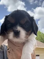 AKC Andy, a male Cavalier King Charles Spaniel for sale in Oklahoma City, OK – 2 of 5