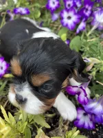 AKC Andy, a male Cavalier King Charles Spaniel for sale in Oklahoma City, OK – 1 of 5