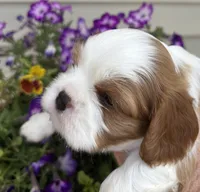 AKC Lennox, a male Cavalier King Charles Spaniel for sale in Oklahoma City, OK – 4 of 6
