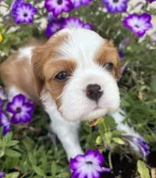 AKC Gwen, a female Cavalier King Charles Spaniel for sale in Oklahoma City, OK – 4 of 7