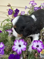 Blake, a male Cavalier King Charles Spaniel for sale in Oklahoma City, OK – 3 of 5