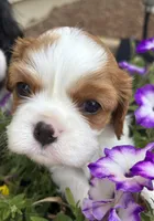 AKC Gwen, a female Cavalier King Charles Spaniel for sale in Oklahoma City, OK – 3 of 7