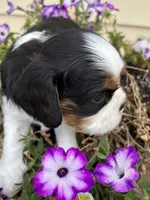 Blake, a male Cavalier King Charles Spaniel for sale in Oklahoma City, OK – 2 of 5