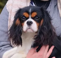 AKC Gwen, a female Cavalier King Charles Spaniel for sale in Oklahoma City, OK – 7 of 7