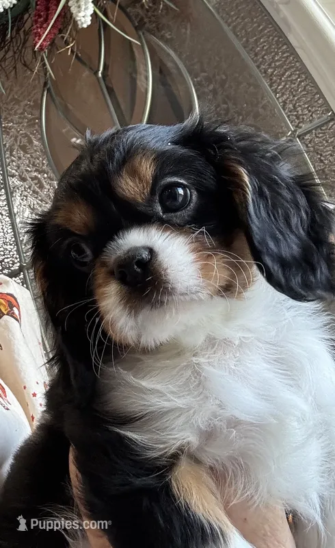 AKC Andy – Cavalier King Charles Spaniel puppy for sale in Oklahoma City, OK