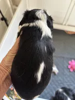 Belle, a female Cavalier King Charles Spaniel for sale in Oklahoma City, OK – 2 of 3