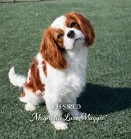 AKC Gwen, a female Cavalier King Charles Spaniel for sale in Oklahoma City, OK – 6 of 7