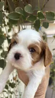 AKC Lennox, a male Cavalier King Charles Spaniel for sale in Oklahoma City, OK – 3 of 6