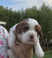Beau, a male Cavalier King Charles Spaniel for sale in Oklahoma City, OK – 2 of 4