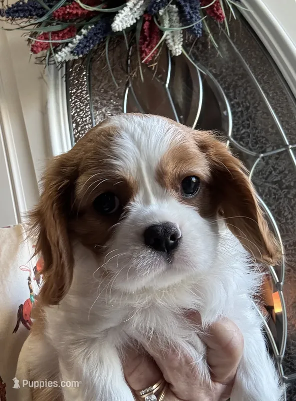 AKC Gwen – Cavalier King Charles Spaniel puppy for sale in Oklahoma City, OK