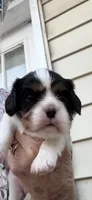 Belle, a female Cavalier King Charles Spaniel for sale in Oklahoma City, OK – 3 of 3